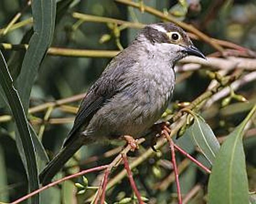 Brown-headed 
 Honeyeater